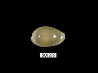 藏品(金環寶螺)的圖片